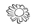 Chamomile flower black-white outline icon. Daisy vector illustration, silhouette. Medical herb Royalty Free Stock Photo