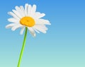 Chamomile flower bloom background