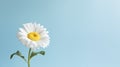 Chamomile flower blossom in garden with blue sky background. Generative AI Royalty Free Stock Photo