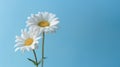 Chamomile flower blossom in garden with blue sky background. Generative AI Royalty Free Stock Photo