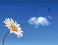 Chamomile flower and blue sky
