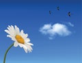 Chamomile flower and blue sky Royalty Free Stock Photo
