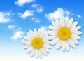 Chamomile flower and blue sky Royalty Free Stock Photo