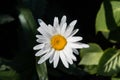 Chamomile flower on a blurred background. Royalty Free Stock Photo