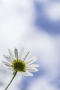 Chamomile flower and  blurred blue sky with clouds in background Royalty Free Stock Photo