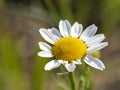 Chamomile flower on blurred green background. Feld flowers