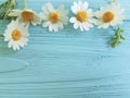 Chamomile flower border on a blue background season bouquet Royalty Free Stock Photo