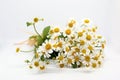 Chamomile flower. Bouquet of feverfew on white background. Chamomile flowers on a white background. Bunch of little daisy