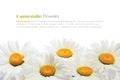 Chamomile flower bouquet