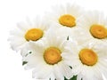 Chamomile flower bouquet