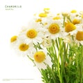 Chamomile flower bouquet