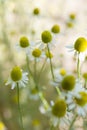 Chamomile flower, camomile herb in garden Royalty Free Stock Photo