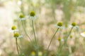 Chamomile flower, camomile herb in garden Royalty Free Stock Photo