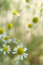 Chamomile flower, camomile herb in garden Royalty Free Stock Photo