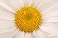 Close-up with chamomile flower Royalty Free Stock Photo