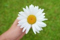 Chamomile flower close up top view