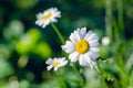 Chamomile flower with dew drops on white petals, close up Royalty Free Stock Photo