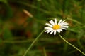 Chamomile flower with drops of water on petals Royalty Free Stock Photo