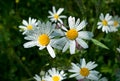 Chamomile flower with drops of water on the white petals after rain on the green background Royalty Free Stock Photo