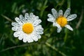Chamomile flower with drops of water on the white petals after rain on the green background Royalty Free Stock Photo