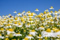 chamomile flower field with blue sky in the background Royalty Free Stock Photo