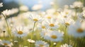 Chamomile flower field. Camomile in the nature. Field of camomiles at sunny day