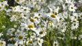 Chamomile flower field. Camomile in the nature. Chamomile flowers field wide background in sun light Royalty Free Stock Photo