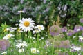 Chamomile flower field. Daisy flowers in summer day Royalty Free Stock Photo