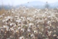 Chamomile flower field under warm sunlight. Heartwarming background