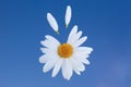 Chamomile flower flying petals Royalty Free Stock Photo