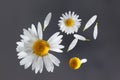 Chamomile flower flying petals Royalty Free Stock Photo