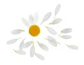 Chamomile flower with flying petals on background Royalty Free Stock Photo