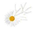 Chamomile flower with flying petals on white background Royalty Free Stock Photo