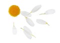 Chamomile flower with flying petals on background Royalty Free Stock Photo