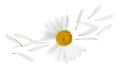 Chamomile flower with flying petals on background Royalty Free Stock Photo