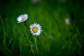 chamomile flower in the grass Royalty Free Stock Photo