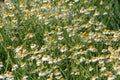 Chamomile flower grow in the garden. Camomile in the nature Royalty Free Stock Photo