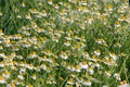 Chamomile flower grow in the garden. Camomile in the nature Royalty Free Stock Photo