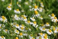 Chamomile flower grow in the garden. Camomile in the nature Royalty Free Stock Photo