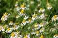 Chamomile flower grow in the garden. Camomile in the nature Royalty Free Stock Photo