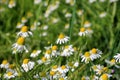 Chamomile flower grow in the garden. Camomile in the nature Royalty Free Stock Photo