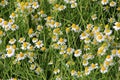 Chamomile flower grow in the garden. Camomile in the nature Royalty Free Stock Photo