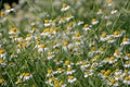 Chamomile flower grow in the garden. Camomile in the nature Royalty Free Stock Photo