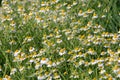 Chamomile flower grow in the garden. Camomile in the nature Royalty Free Stock Photo