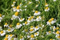 Chamomile flower grow in the garden. Camomile in the nature Royalty Free Stock Photo