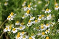 Chamomile flower grow in the garden. Camomile in the nature Royalty Free Stock Photo