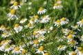 Chamomile flower grow in the garden. Camomile in the nature Royalty Free Stock Photo