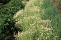 Chamomile flower grow in the garden. Camomile in the nature Royalty Free Stock Photo