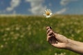 Chamomile flower in hand, nature, environment. Royalty Free Stock Photo