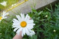 Chamomile flower in the hand of a palm green background of grass outdoor in Sunny summer day, the concept of peace, kindness,